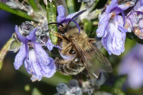 Andrena sp.